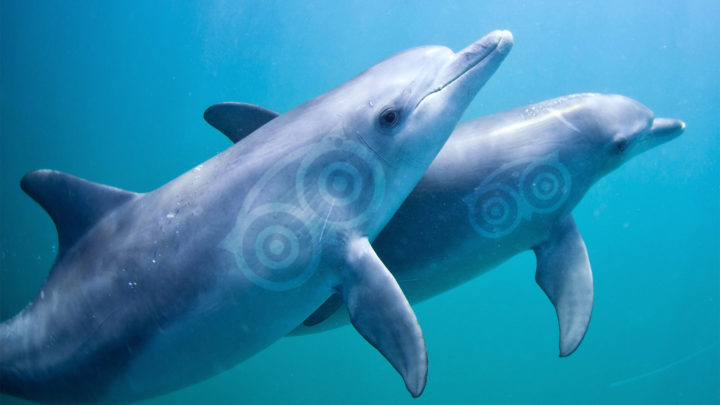 TripAdvisor no venderá, generará ingresos de reserva ni mantendrá relaciones comerciales con atracciones que contribuyan al cautiverio de delfines, ballenas y otros cetáceos (Foto: Fuente externa)