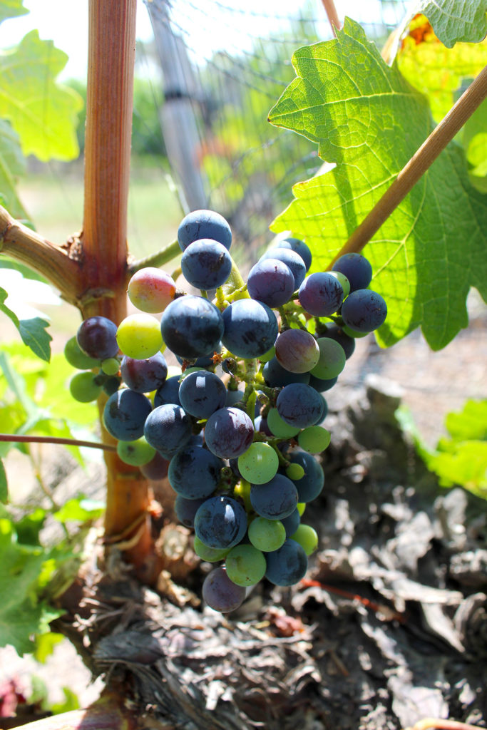 Uva de viñedo mendocino