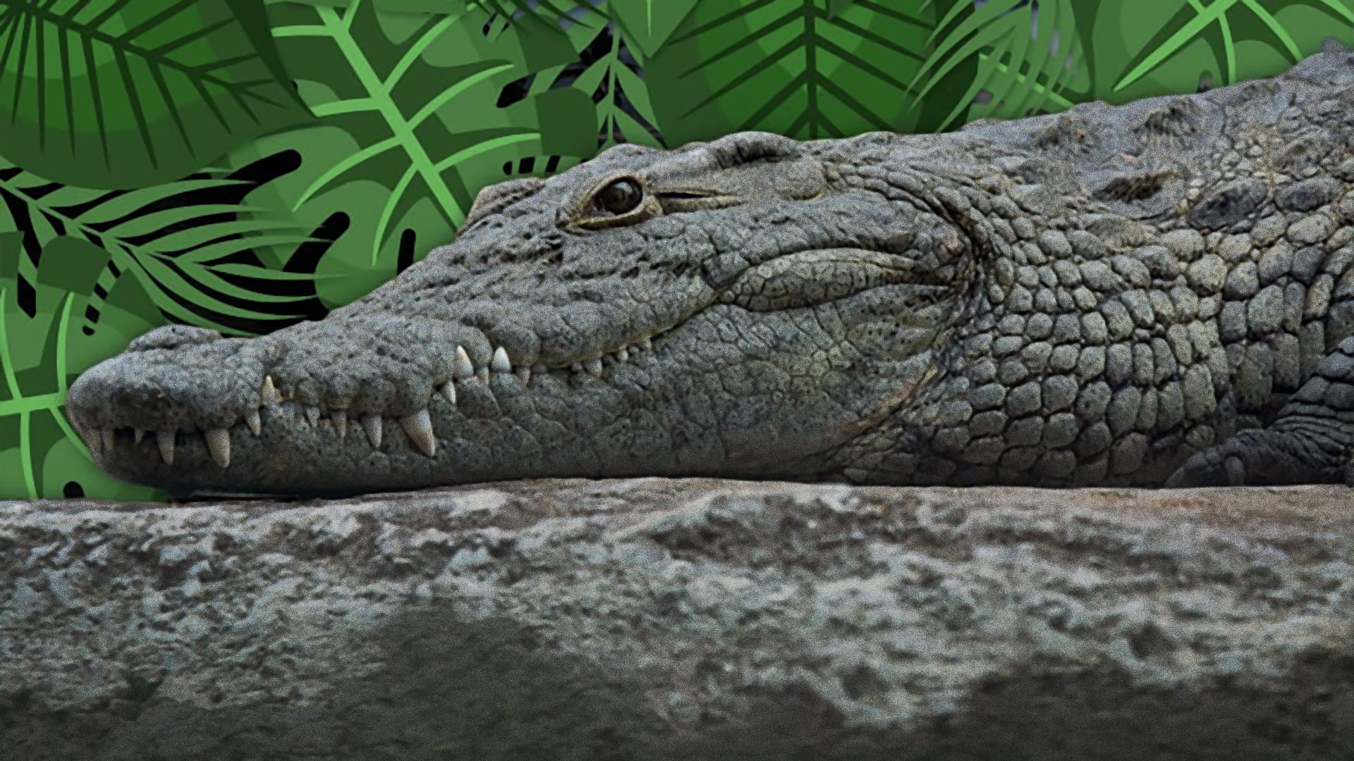 Jungle Tour Expedition @ Cancun Jungle Tours