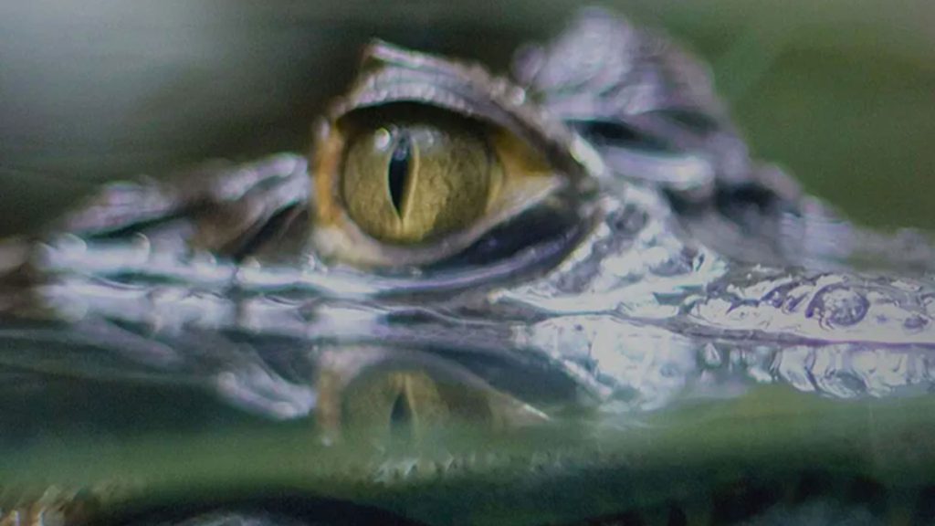 Jungle Tours Expedition: Cocodrilo | Crocodile 1