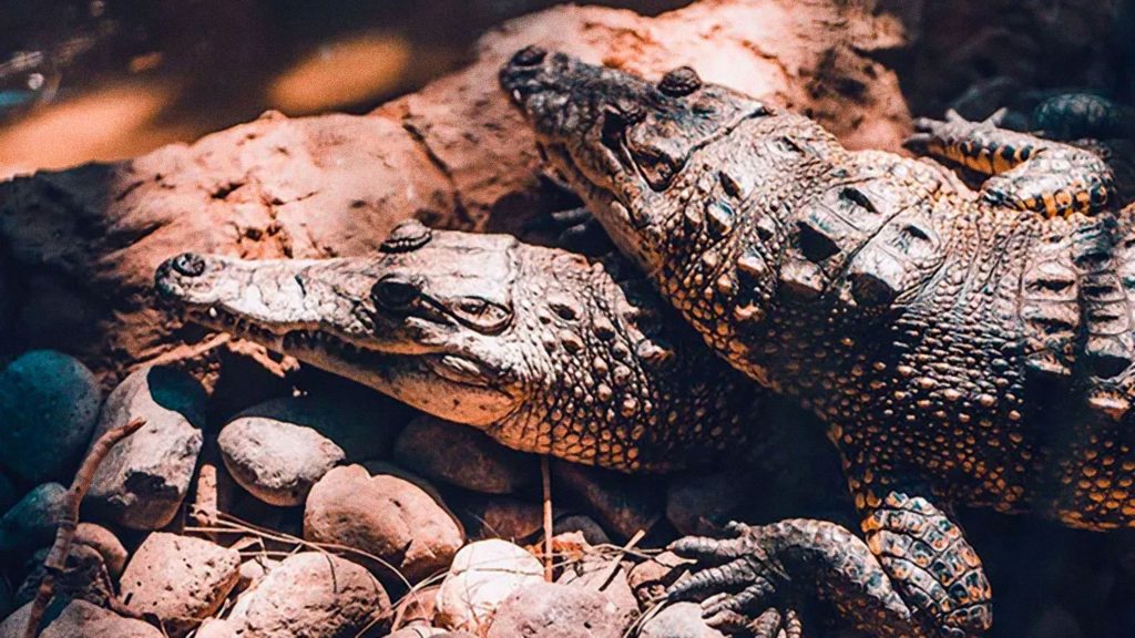 Jungle Tours Expedition: Cocodrilos | Crocodiles