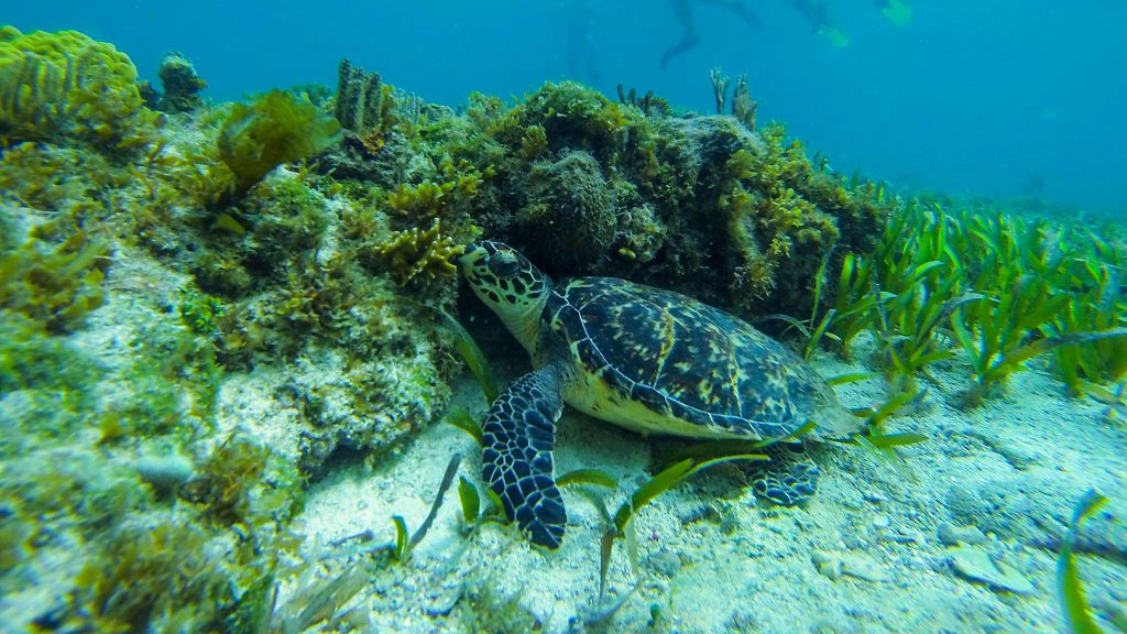 Jungle Tour Snorkel: Tortuga | Turtle