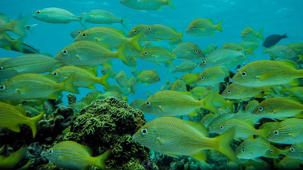 Jungle Tour Snorkel: Cardumen de peces | School of Fish