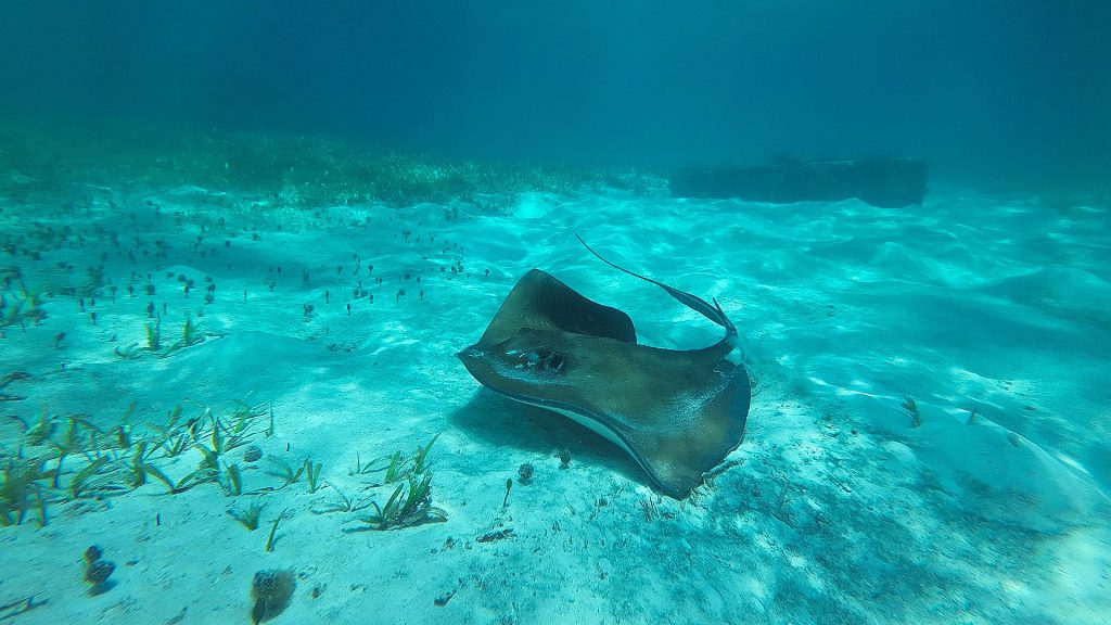Jungle Tours Snorkel: Mantarraya | Manta Ray